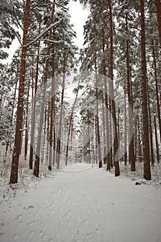 A path through a snowy forest in the winter