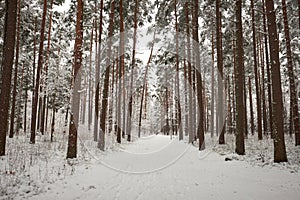 A path through a snowy forest in the winter