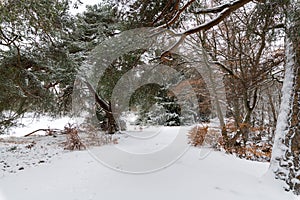 path through a snowy forrest in winter