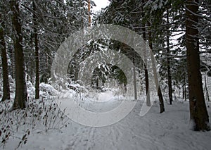 Path in a snowy spurce forest