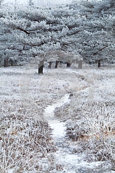 Path in snowy winter forest