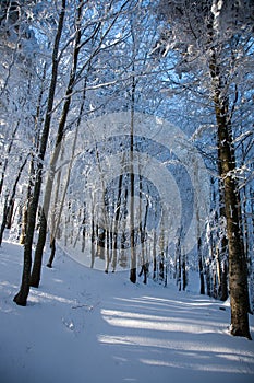 Path in the snowy woods