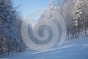 Path in the snowy woods