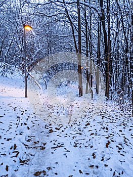 Path through the snowy woods