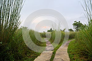 Path splits two directions, fork in the road