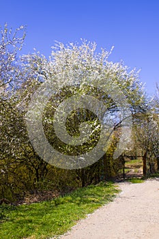 Path in spring countryside