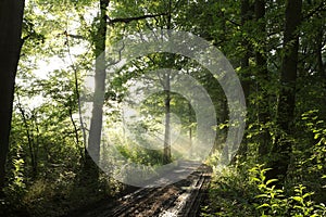 path through an spring deciduous forest in the sunshine morning fog surrounds oak trees green leaves on branches illuminated by