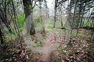 The path through the spring forest goes around the pine tree