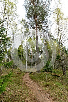 The path through the spring forest goes around the pine tree