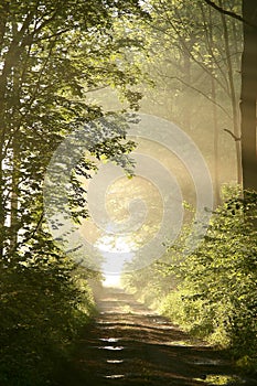 Path through Spring forest with morning sun rays