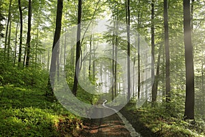 path through the spring forest on a sunny misty morning trail deciduous in sunshine foggy weather fresh green leaves branches of