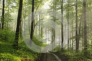 path through the spring forest on a sunny misty morning trail deciduous in sunshine foggy weather fresh green leaves branches of