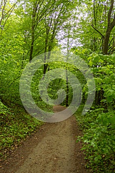 Path in spring green dense forest in rainy day