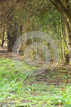 The path in the spring park. After rain.