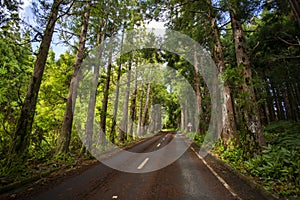 Path in spring or summer forest, nature landscape