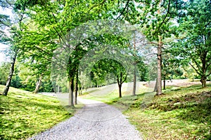 Path in spring or summer forest, nature. Road in wood landscape, environment. Footpath among green trees, ecology. Nature, environ