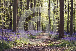 Path in a springtime forest