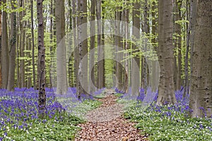 Path in springtime forest with bluebells and beech trees blooming