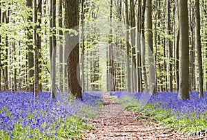 Path in springtime woodland with bluebells