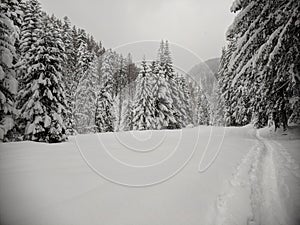 Path in spruce forest during winter photo