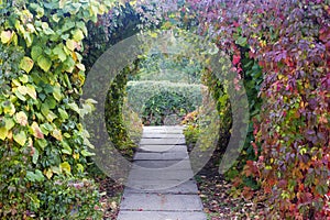 The path from the stone slabs is framed by a hedge of girlish grapes with contrasting leaves