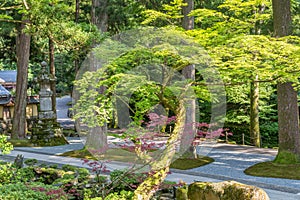 Path and stone wall with moss, and pine trees,  in summer. Eiheiji, Japan