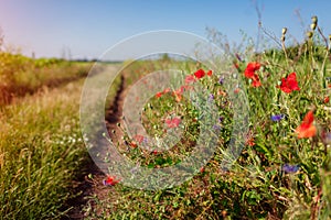 Path in summer field surrounded with poppy flowers