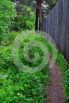 A path in the summer forest leads along a wooden high fence.