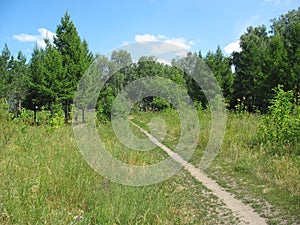 Path in a summer park. Landscape.