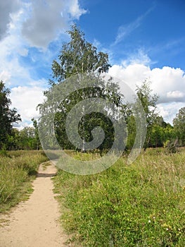 Path in a summer park. Landscape