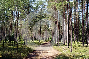 Path into Summer Pine Forest