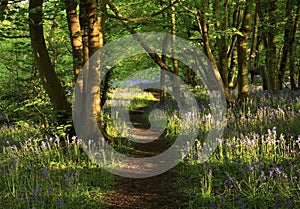 Path with Sun light casting shadows through Bluebell woods, Badby Woods Northamptonshire