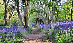 Path with Sun light casting shadows through Bluebell woods, Badby Woods Northamptonshire