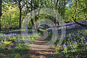 Path with Sun light casting shadows through Bluebell woods, Badby Woods Northamptonshire