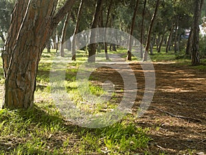 Path in a sunlit pine forest