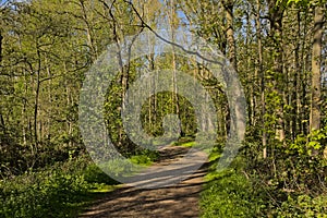 PAth through a sunny green spring forest in the flemish ountryside