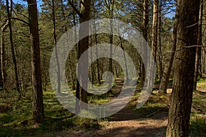 Path through a sunny Norwegian spruce forest
