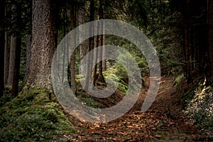 Path surrounded by tall trees and plants in Bavarian Forest