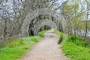 Path surrounded by tree near a lake