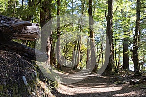 Path through tall beech trees on Kepler Track at Te Anau
