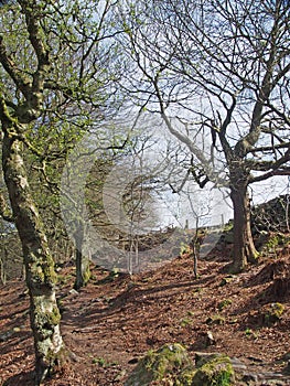 Path between tall old beech trees in woodland on a spring morning with sunlight on the branches and blue sky