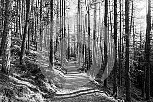 Path Through Tall Pines