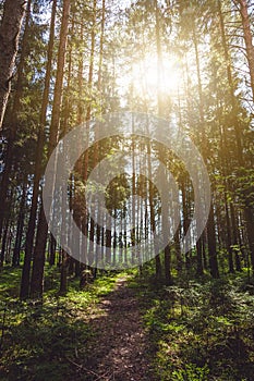 A path between tall tree trunks in a deep forest, beautiful natural background and texture