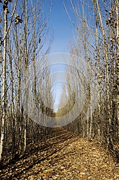 Path through Tall Trees