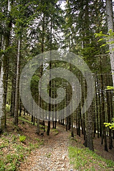 Path between tall trees