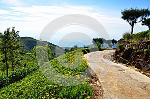 Path through the tea plantations
