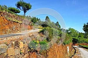 Path through tea plantations in Haputale