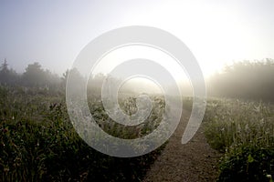 A path into the thick fog on a summerday in June