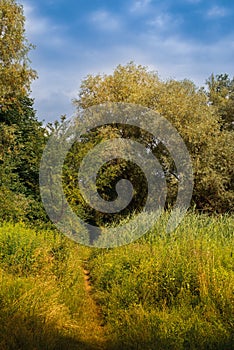 A path in the thickets of reeds and grass that goes into the forest