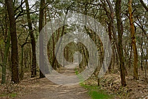 Path throug forest with bare trees and pines in Kalmthout heath